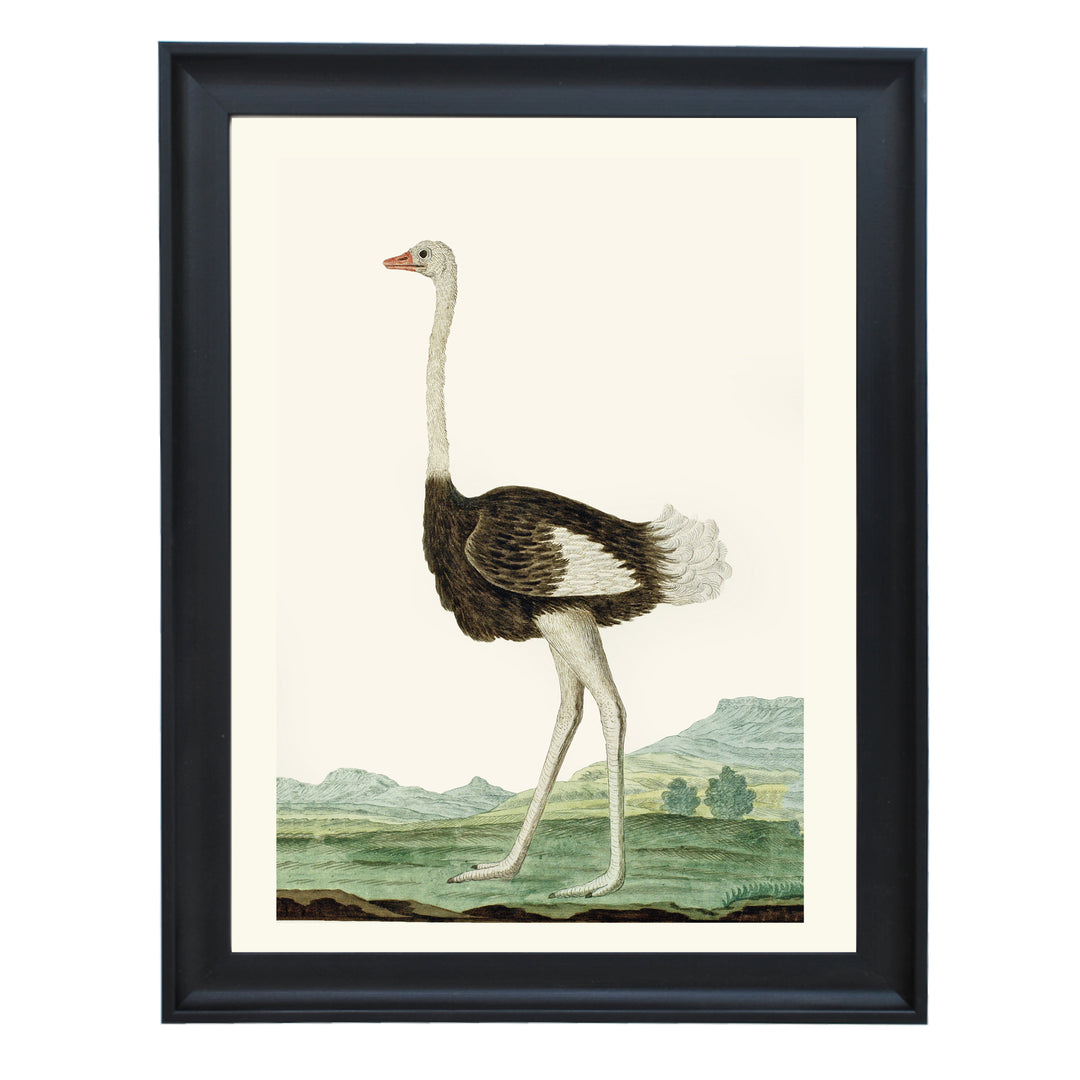 The Ostrich Art Print