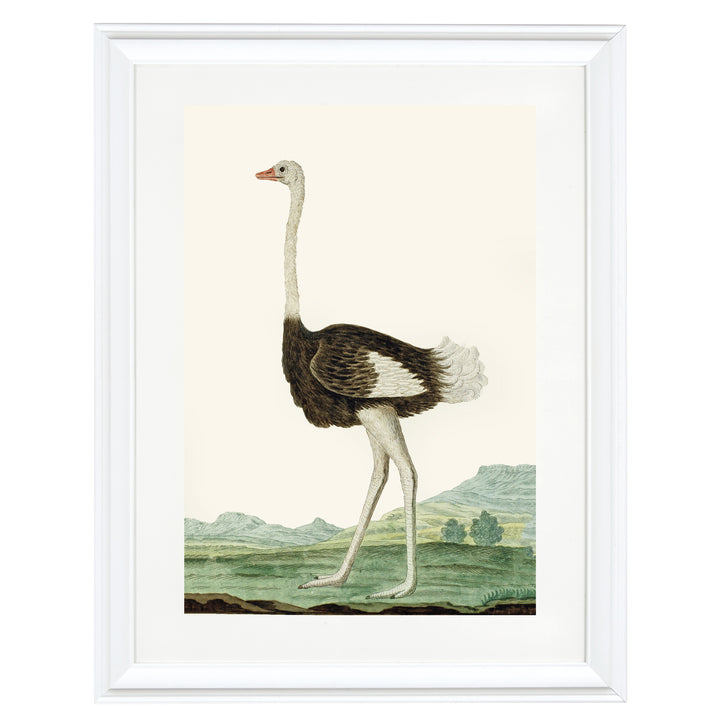 The Ostrich Art Print