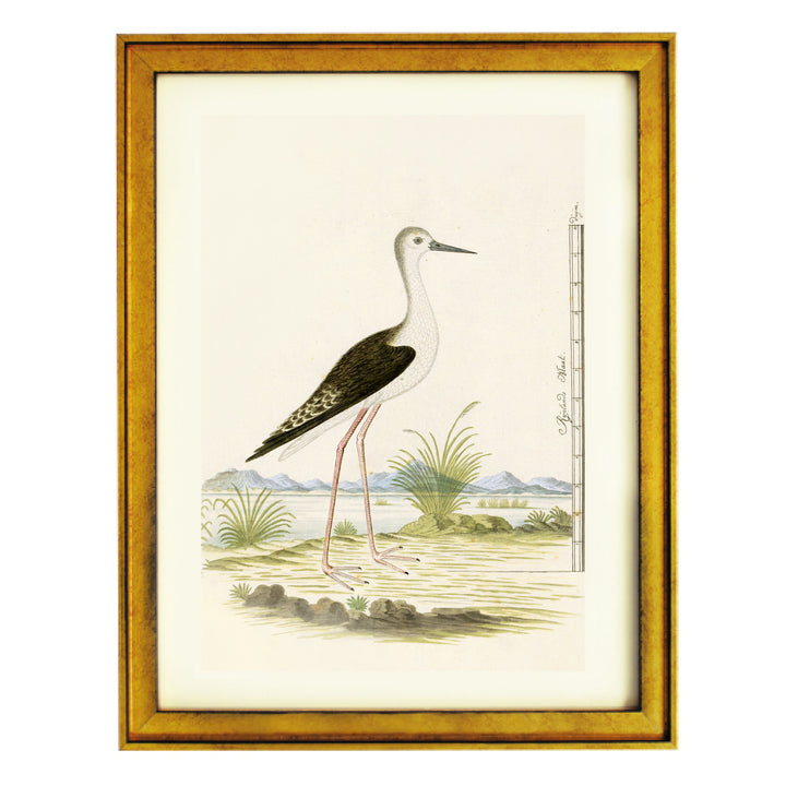 The Black-winged Stilt Art Print