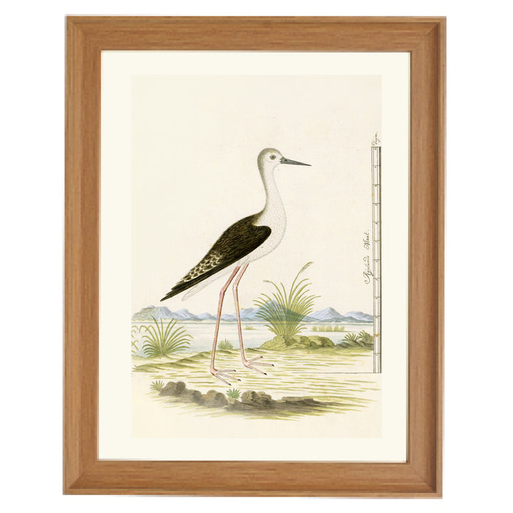 The Black-winged Stilt Art Print