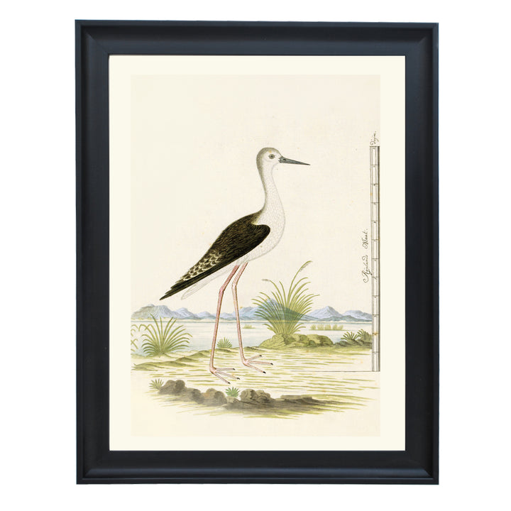 The Black-winged Stilt Art Print