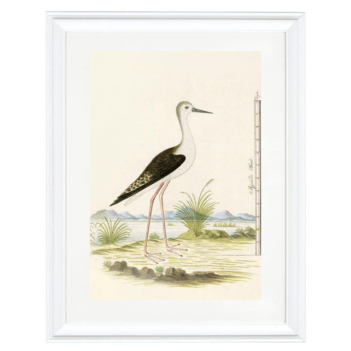 The Black-winged Stilt Art Print