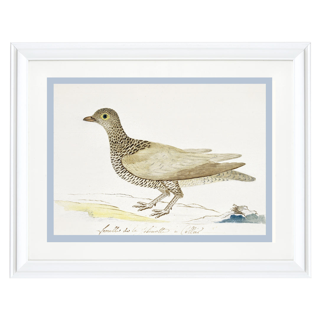 Double-banded partridge Art Print