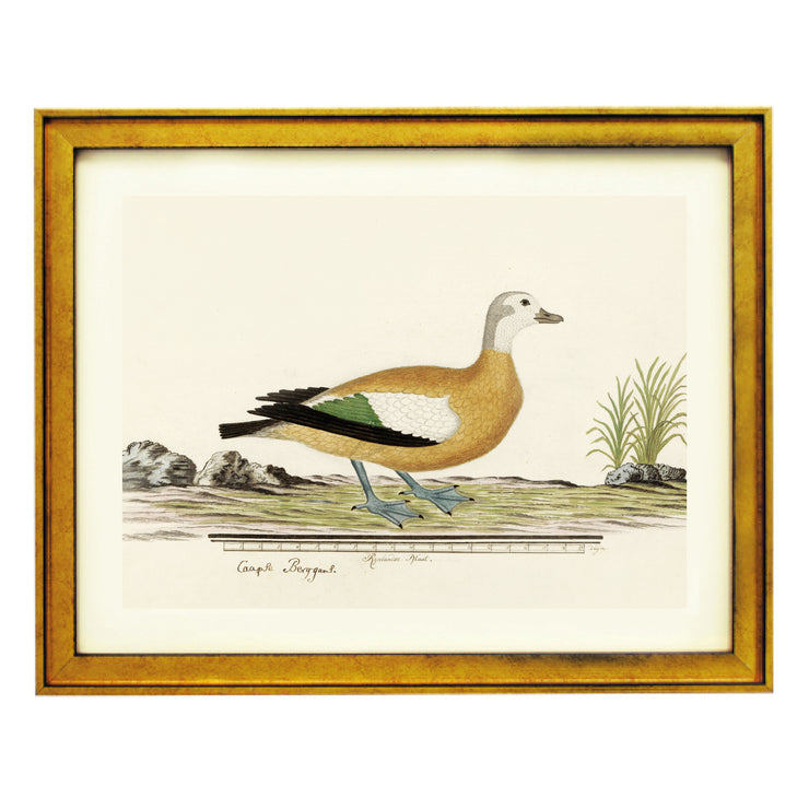 The Common Crane Art Print