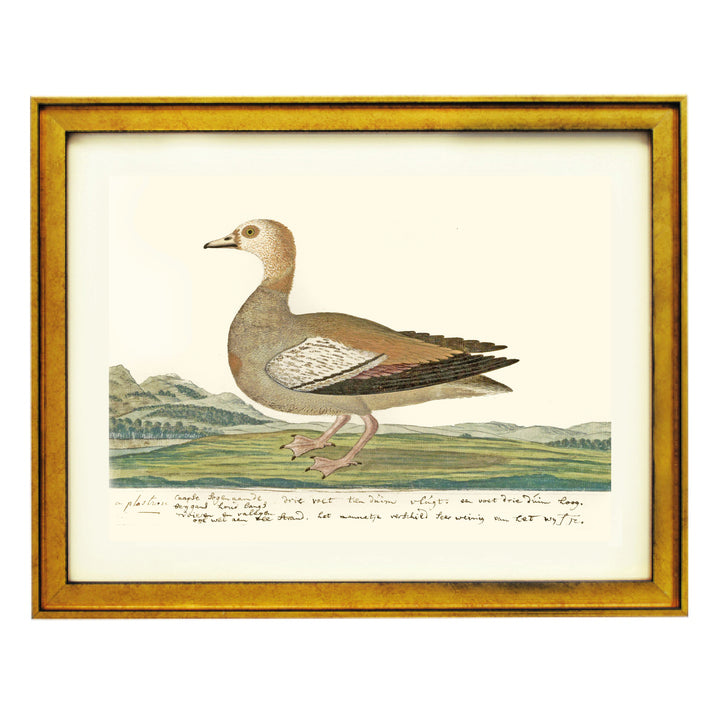 The Cape Teal Art Print