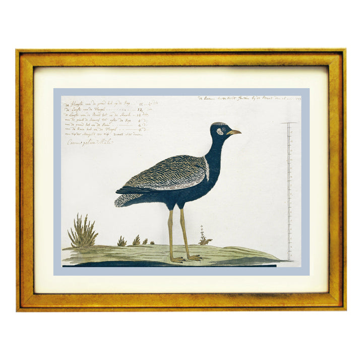 Southern black Korhaan Art Print