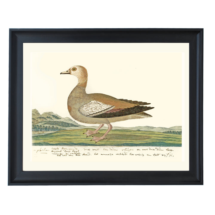 The Cape Teal Art Print