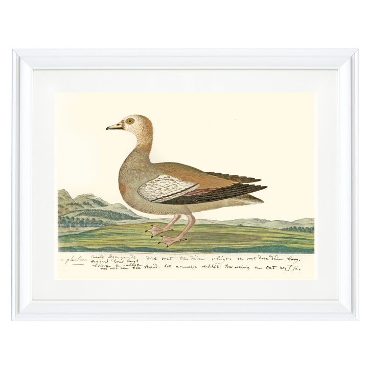 The Cape Teal Art Print