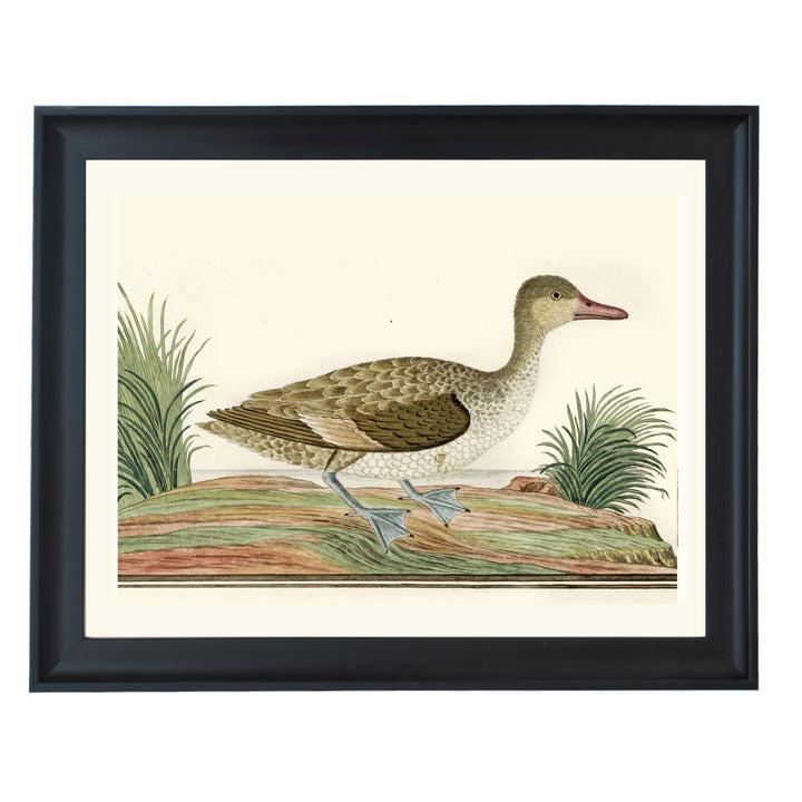 Majestic Mallard Art Print