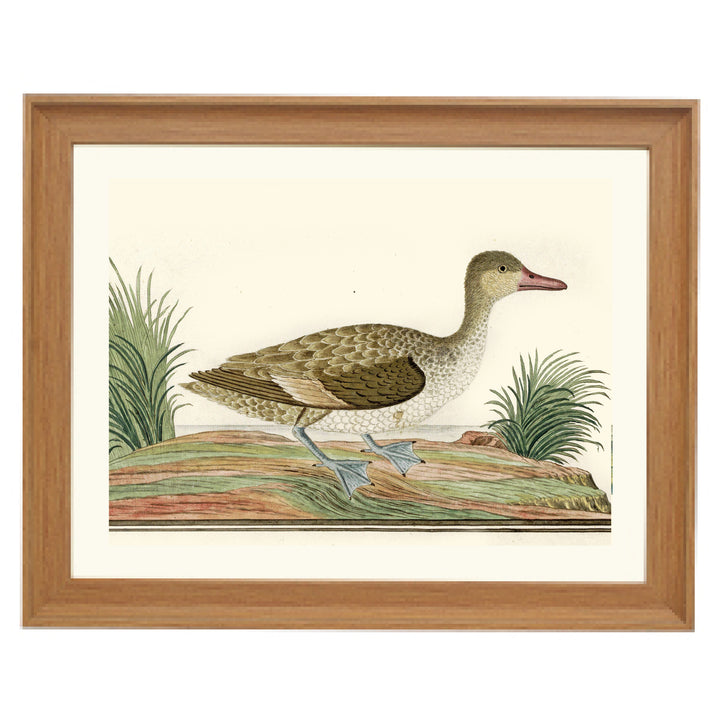 Majestic Mallard Art Print