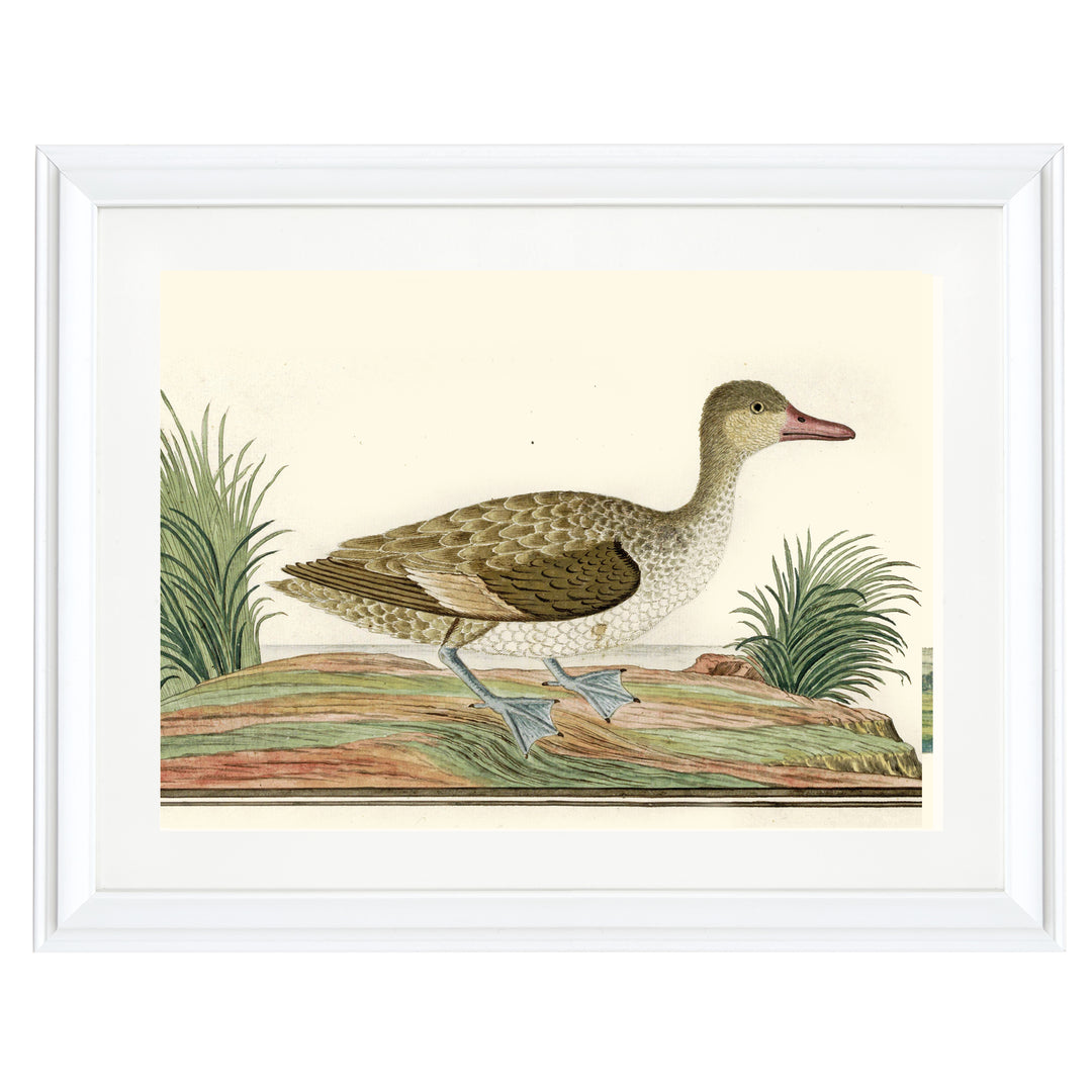 Majestic Mallard Art Print