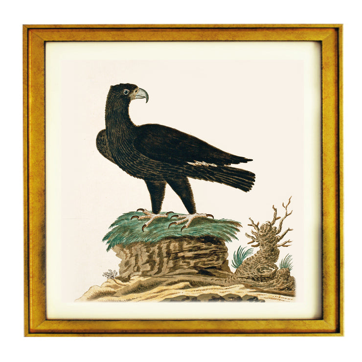 The Verreaux's Eagle Art Print