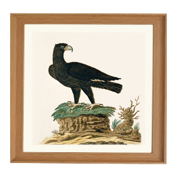 The Verreaux's Eagle Art Print