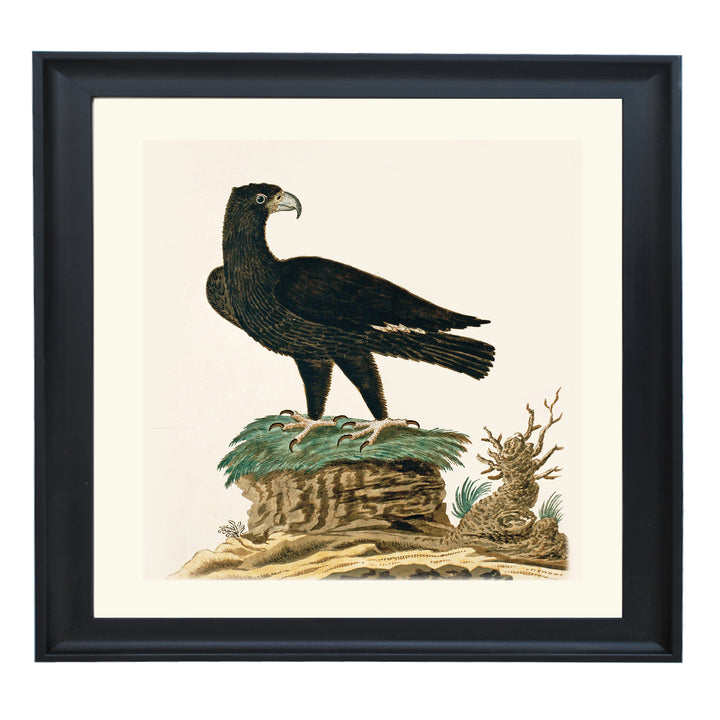 The Verreaux's Eagle Art Print