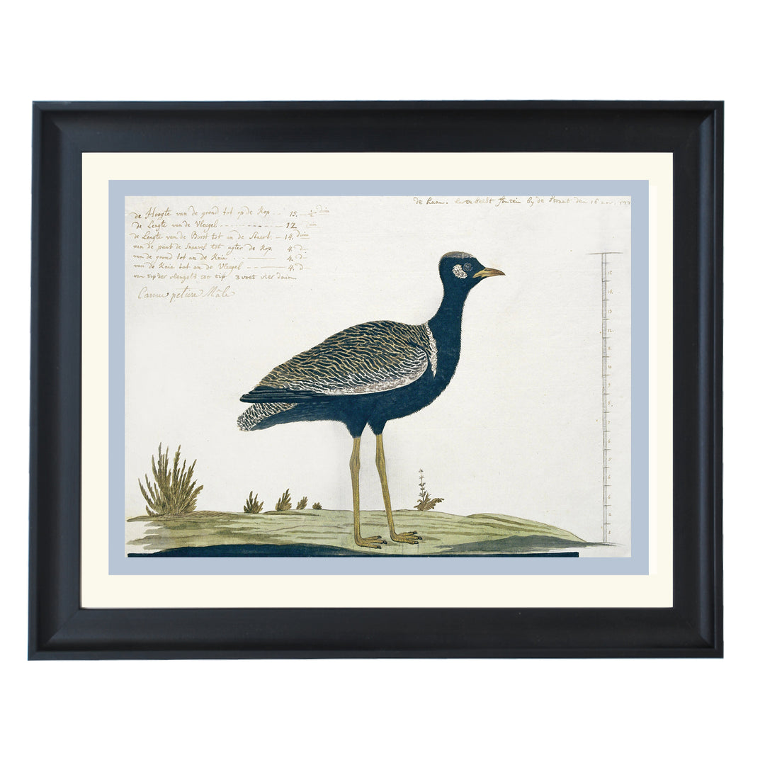 Southern black Korhaan Art Print