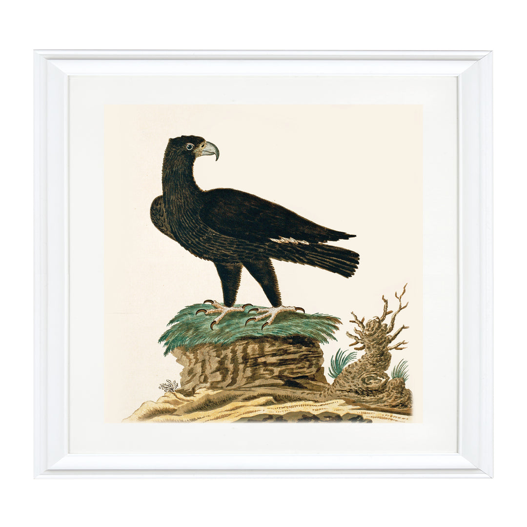 The Verreaux's Eagle Art Print