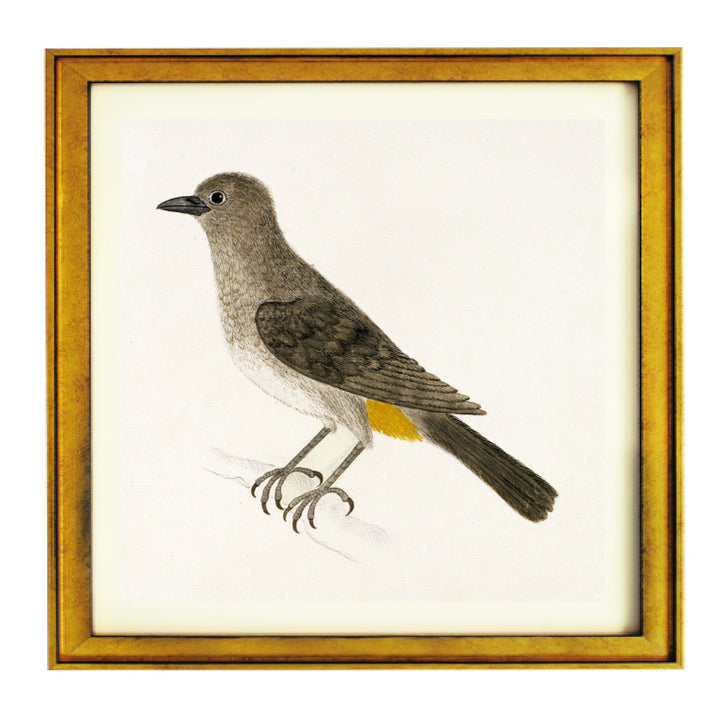 The Cape Bulbul Art Print