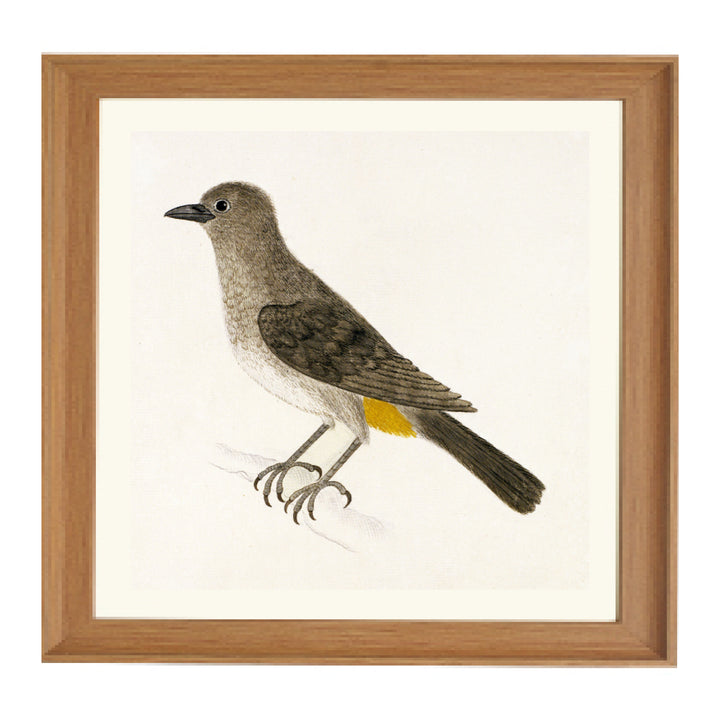 The Cape Bulbul Art Print