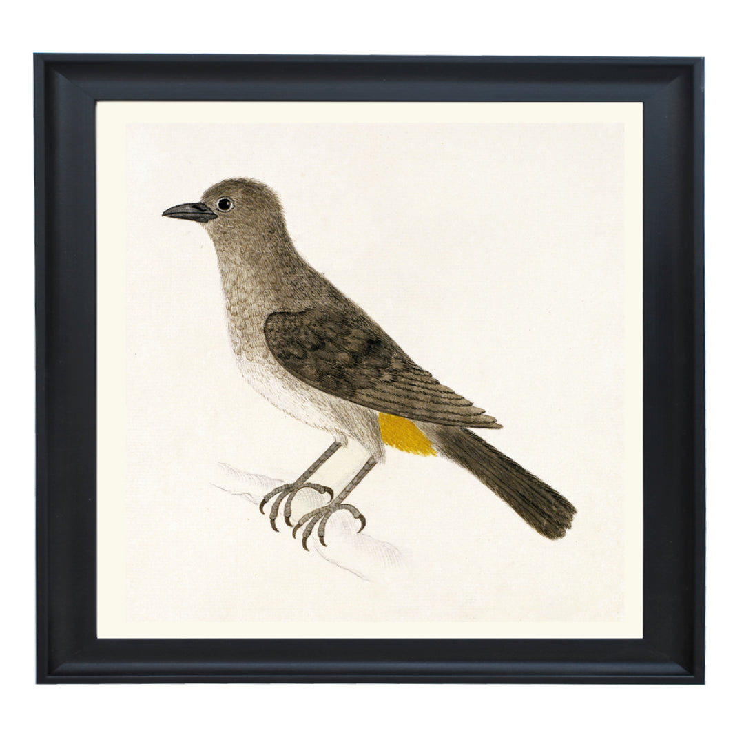 The Cape Bulbul Art Print