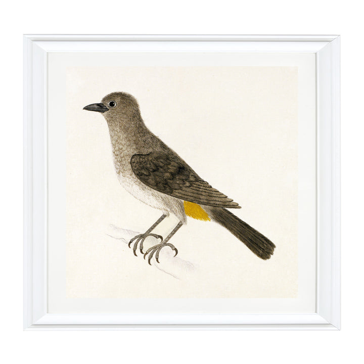 The Cape Bulbul Art Print