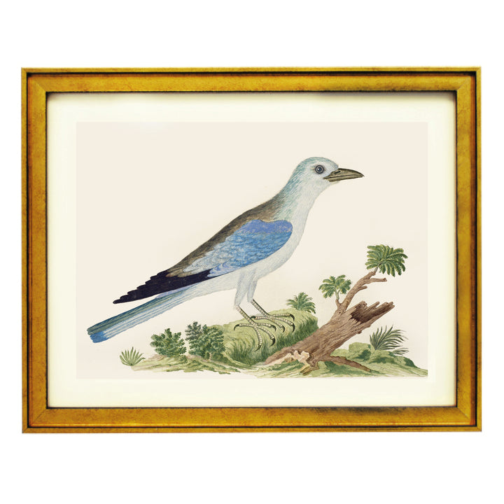 The Blue Jay Art Print