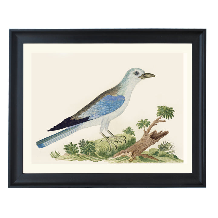 The Blue Jay Art Print