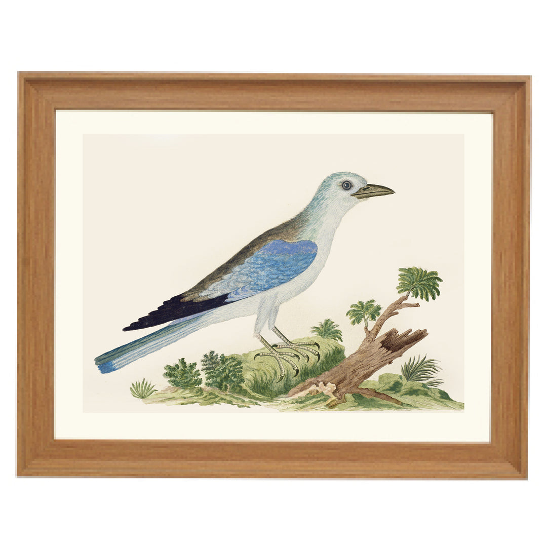 The Blue Jay Art Print