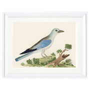 The Blue Jay Art Print