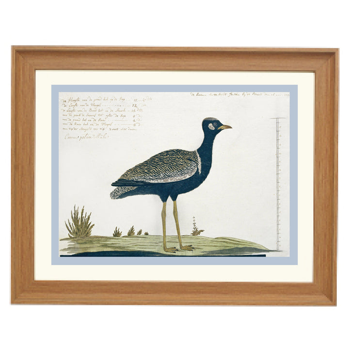 Southern black Korhaan Art Print