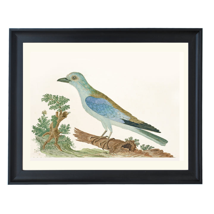 Azure Avian Art Print