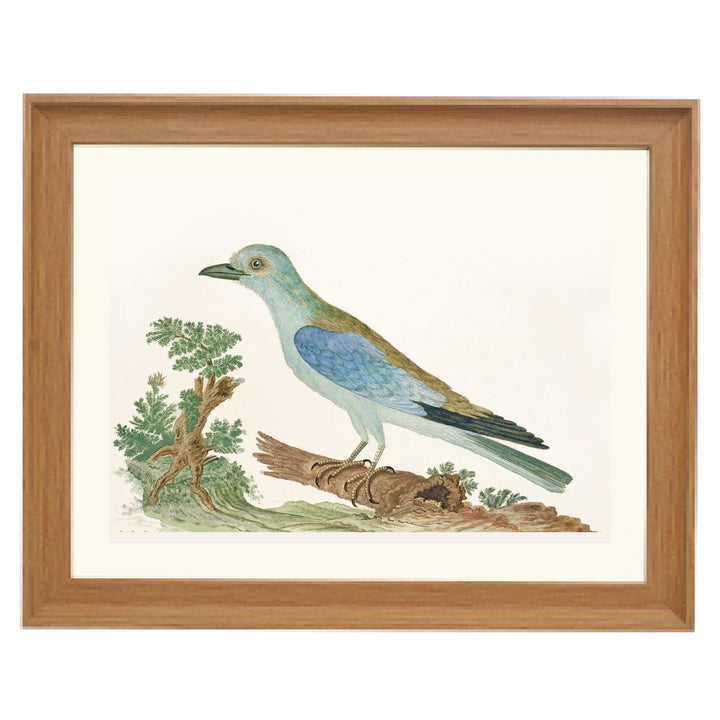 Azure Avian Art Print