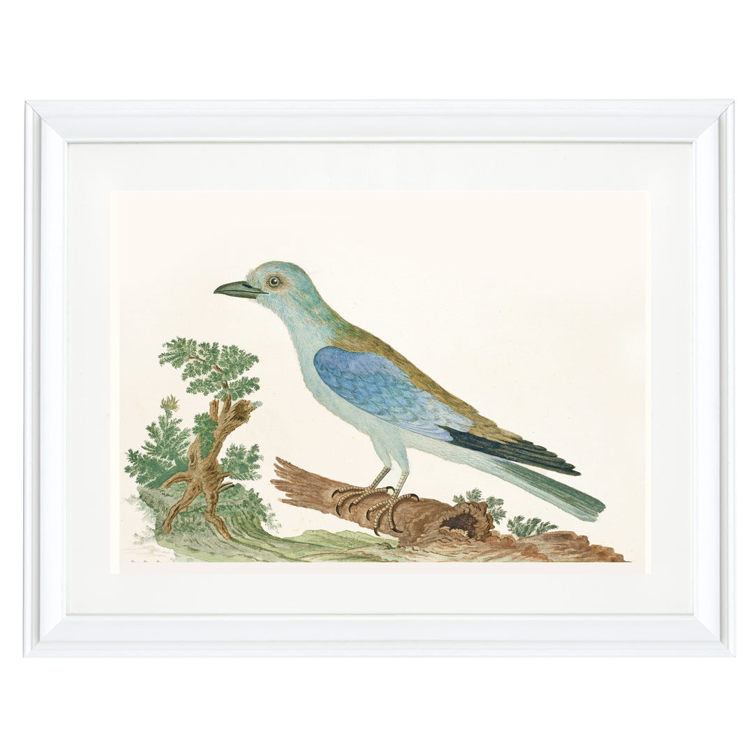 Azure Avian Art Print