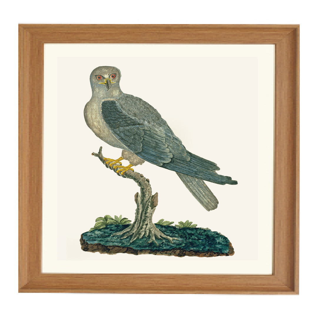 The Grey Kite Art Print