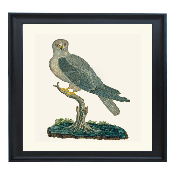 The Grey Kite Art Print