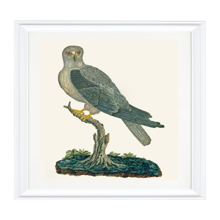 The Grey Kite Art Print