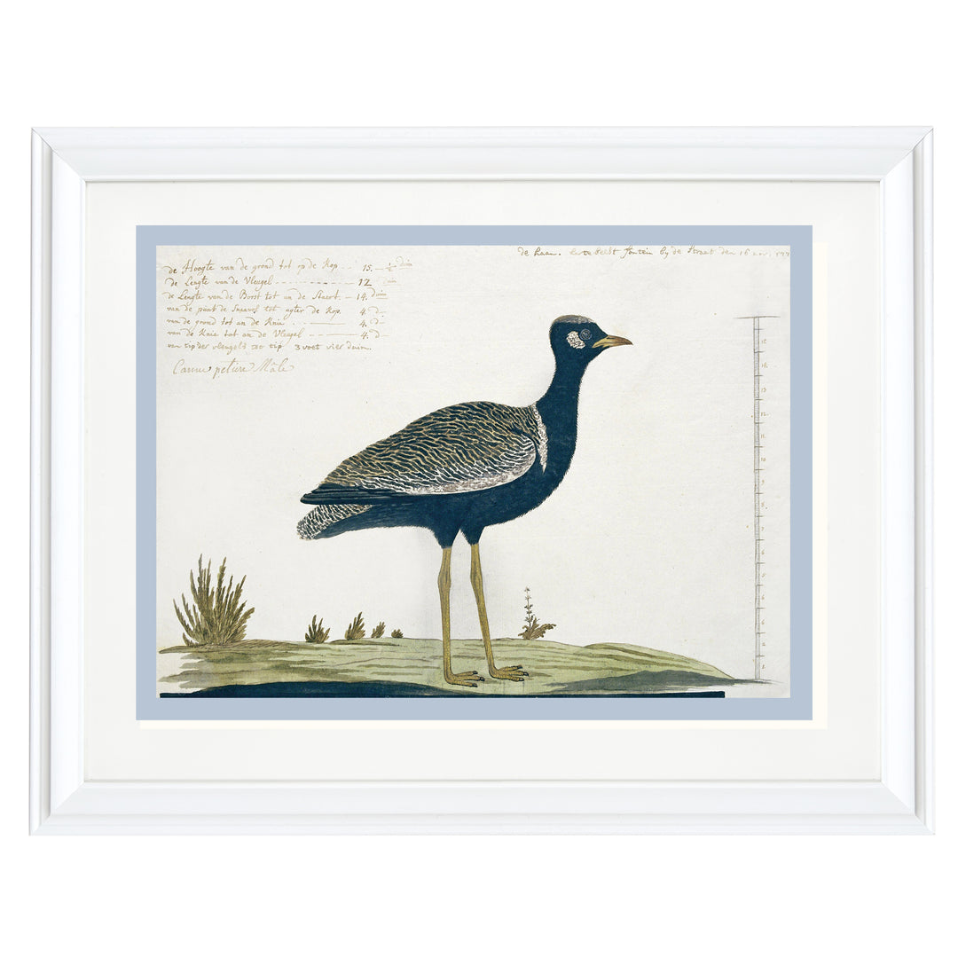 Southern black Korhaan Art Print