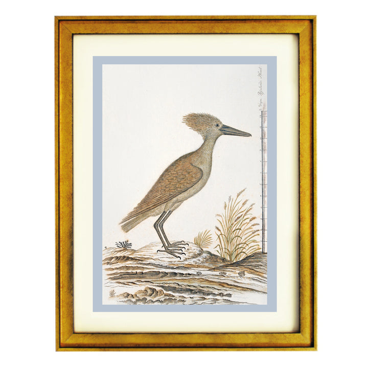 The Hamerkop Art Print