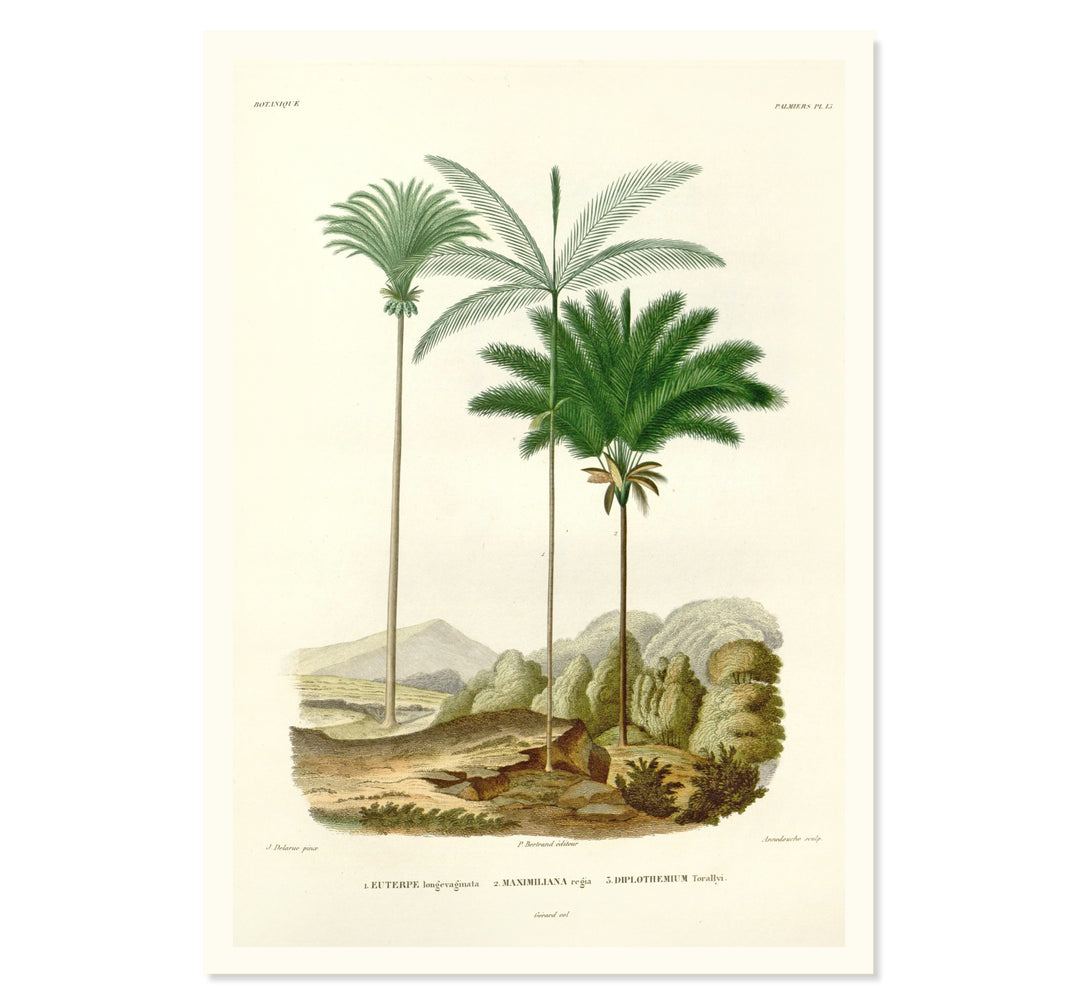 Palm trees in a desert Art Print