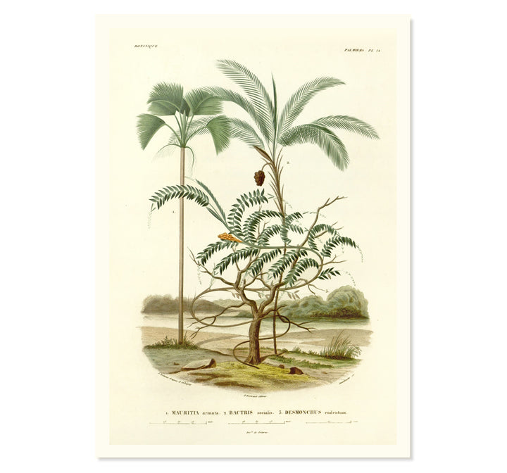 The Mauritiella, the Bactris, and the Desmonchus Art Print