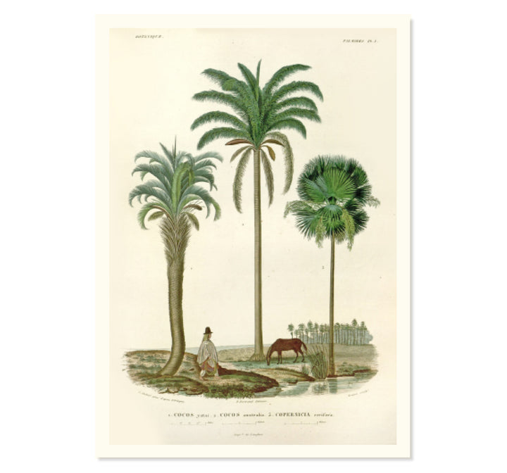 Palm Kings of South America Art Print