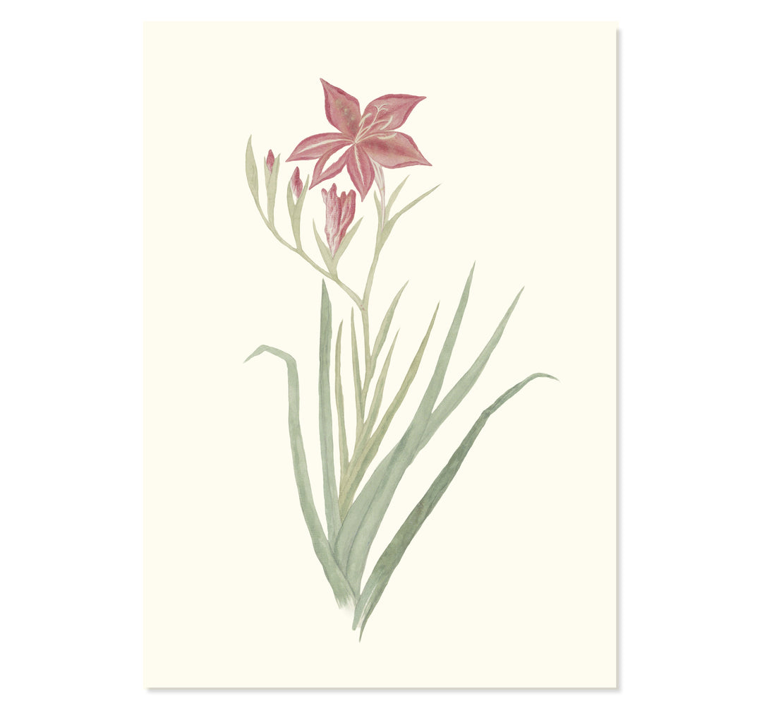 Gladiolus Cardinals Art Print