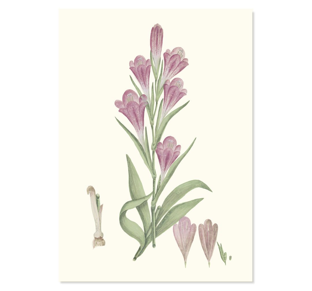 Gladiolus Caryophyllaceous Art Print