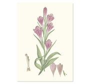 Gladiolus Caryophyllaceous Art Print