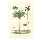 Twin Palms Art Print