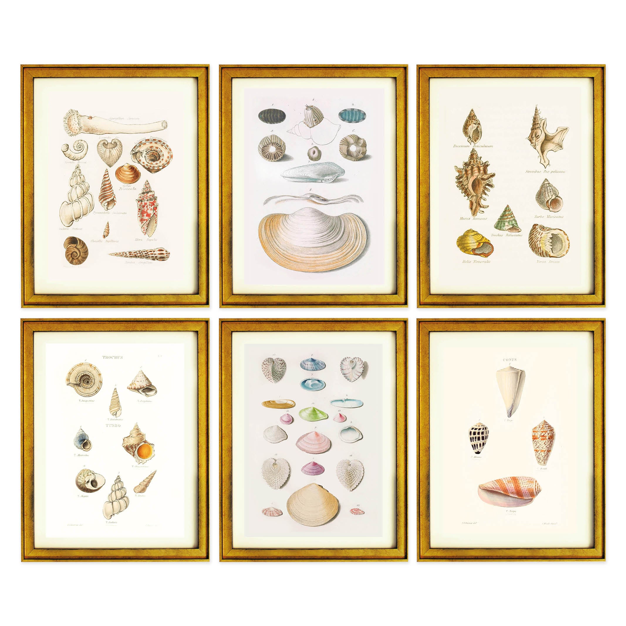 The Shell Archive Collection – Ikka Dukka Studio Private Limited.