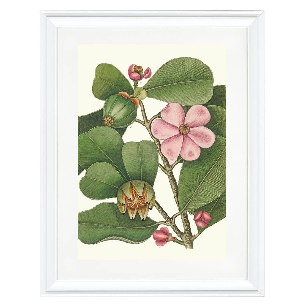 A Touch of Pink Art Print