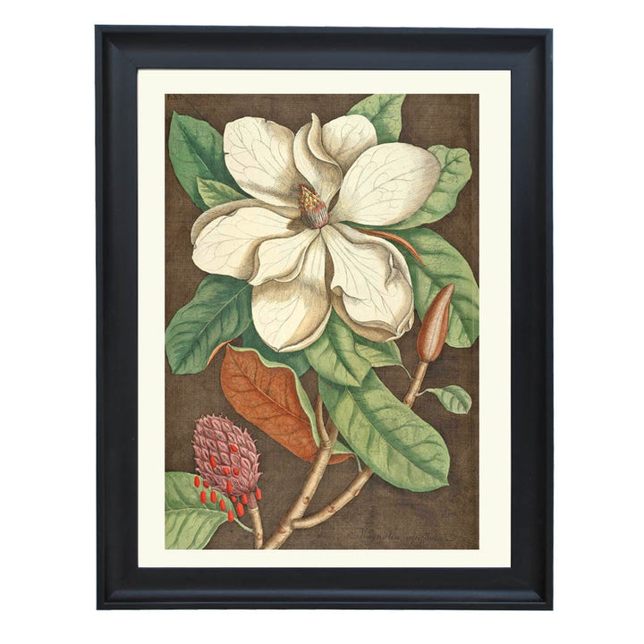 Magnolia Magnifica Art Print