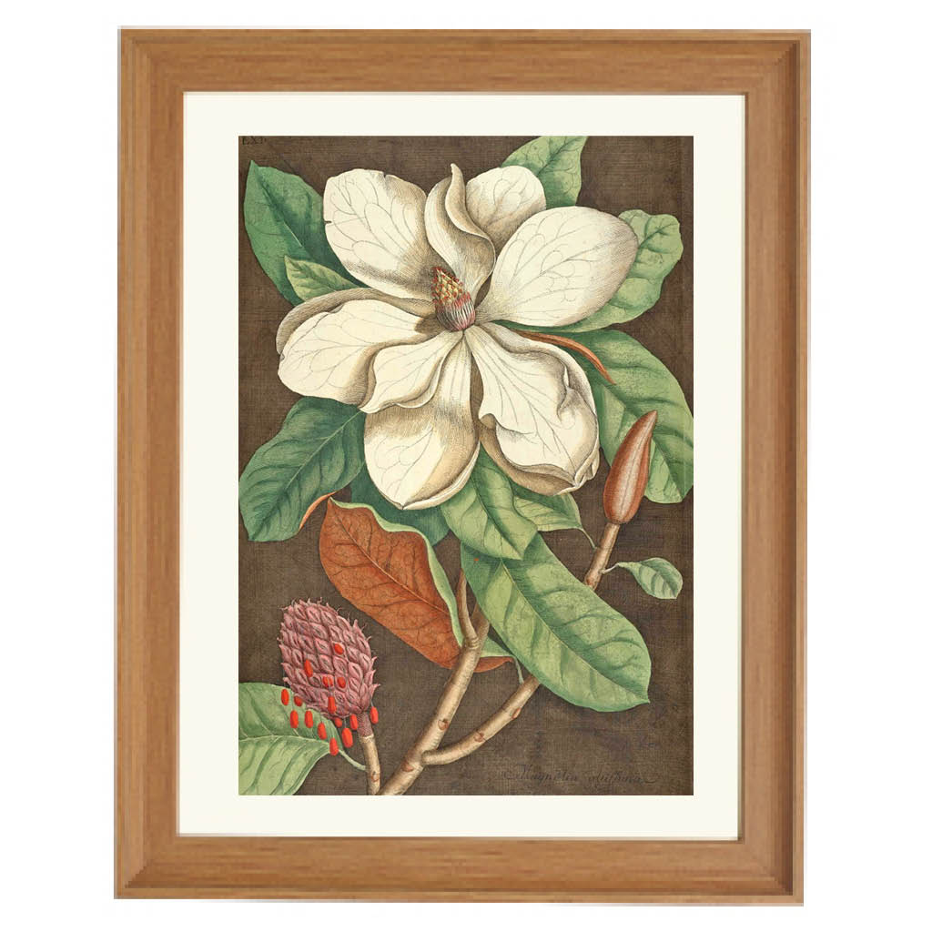 Magnolia Magnifica Art Print