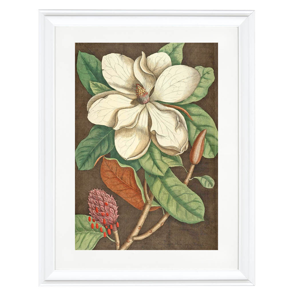 Magnolia Magnifica Art Print