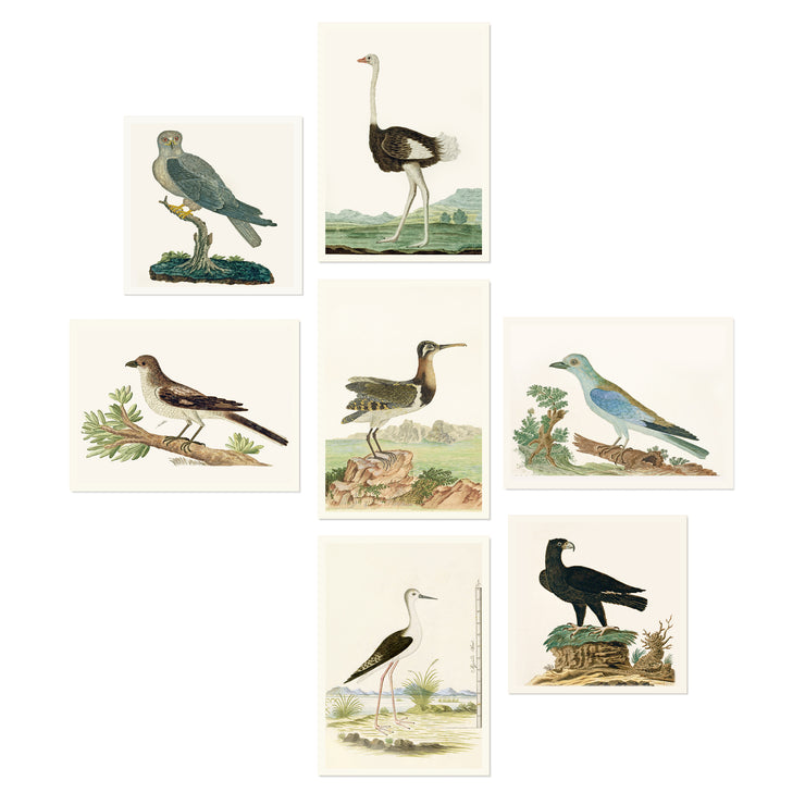 The Aviary Collection